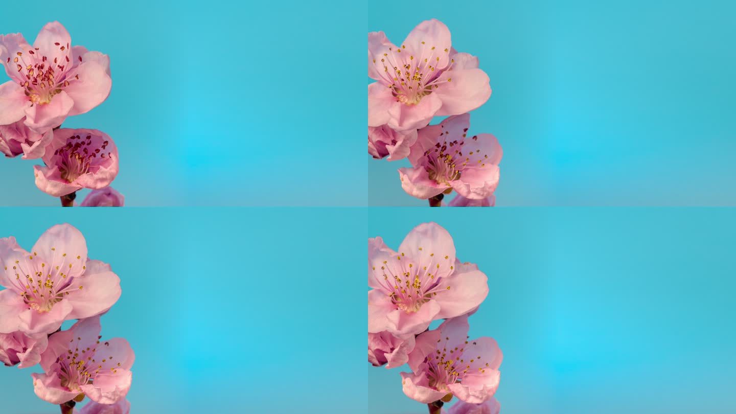 桃花在蓝色背景下绽放，水平格式的延时4k视频，带有复制空间。桃李在春天开花的视频。
