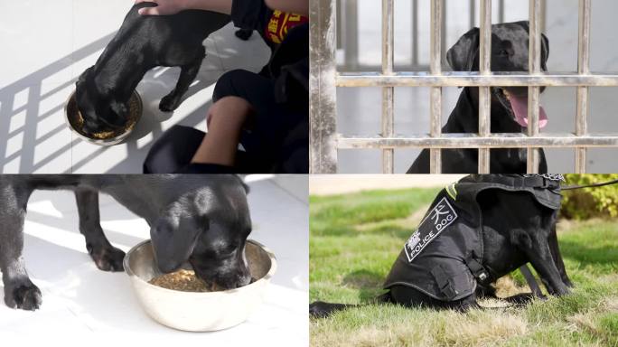 警犬训练警犬养殖缉毒犬训练合集