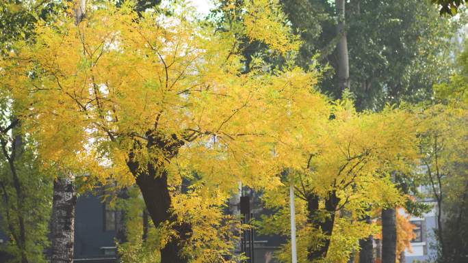 秋季街道黄色的树叶