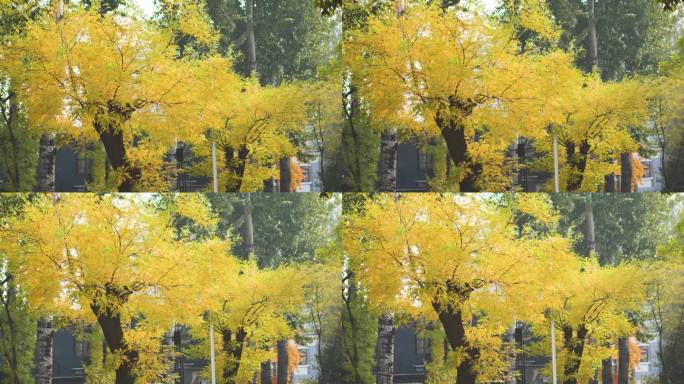秋季街道黄色的树叶