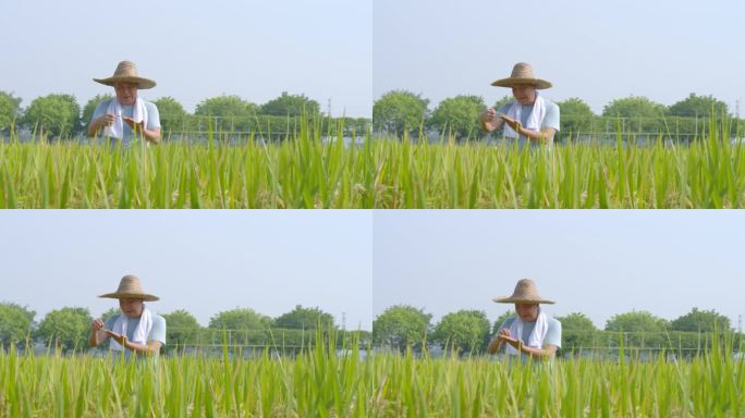 检查水稻