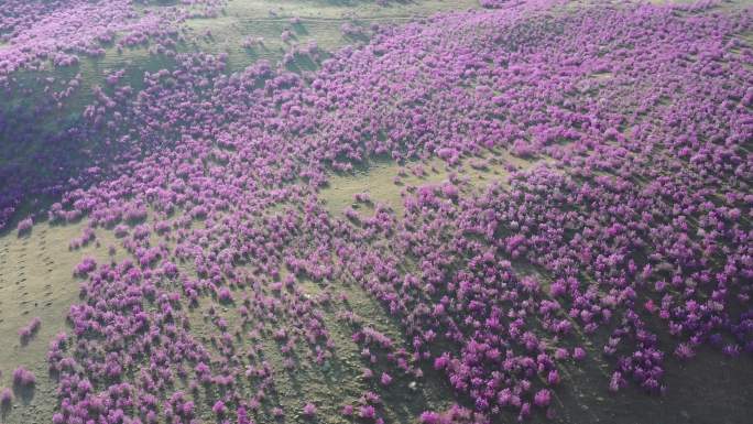 杜鹃花