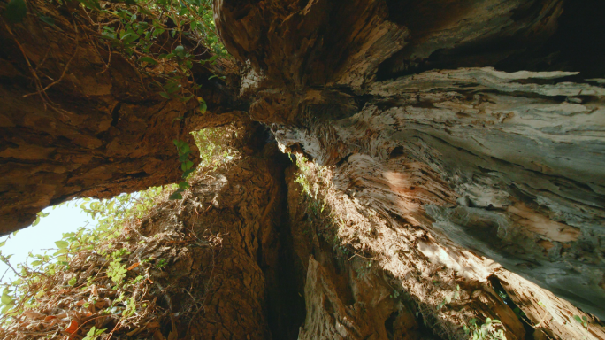 木纹千年古树古老树洞