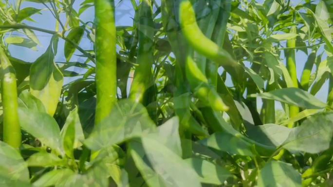 农业农场菜园菜地菜田蔬菜种植青椒辣椒特写