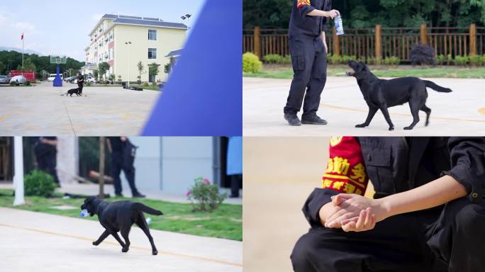 警犬训练警犬养殖缉毒犬训练合集3