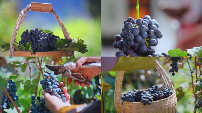 乡村振兴农产品葡萄