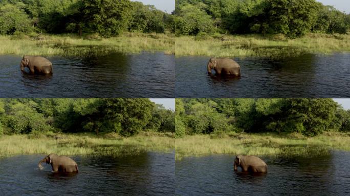斯里兰卡，大象在水中觅食