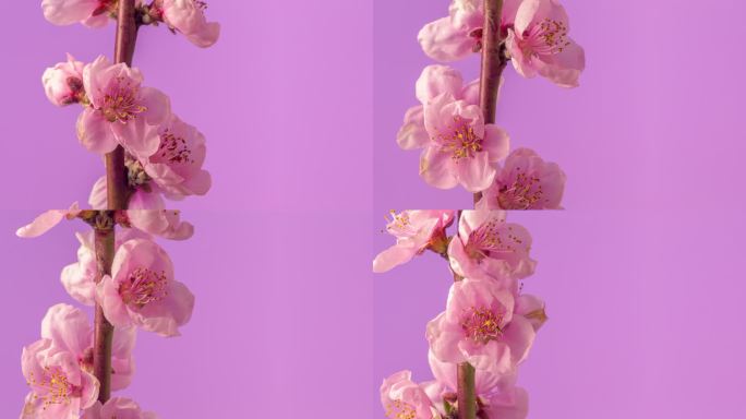 桃花在水平格式的延时4k视频中旋转和绽放。带有复制空间的桃李春天开花的视频。