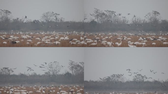 候鸟白鹤潘阳湖过冬