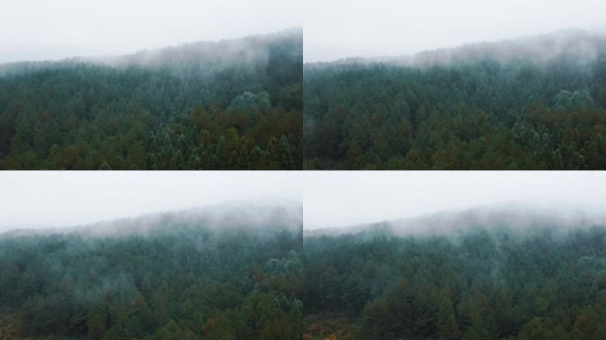 航拍云雾森林自然保护云雾缭绕自然空镜迷雾