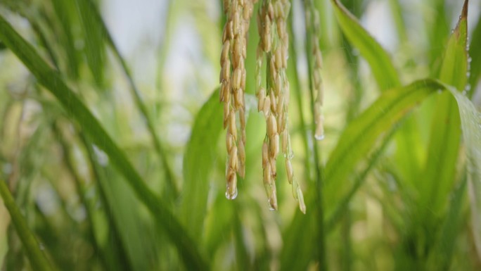 雨水下的水稻