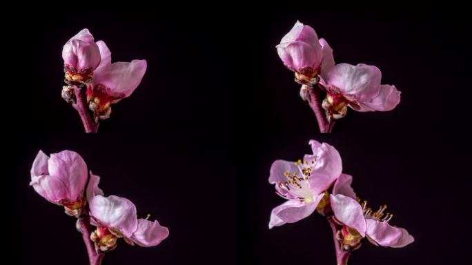 桃花在水平格式的延时4k视频中在黑色的映衬下旋转绽放。桃李在春天开花的视频。