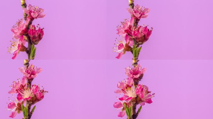 桃花在水平格式的延时4k视频中旋转和绽放。带有复制空间的桃李春天开花的视频。