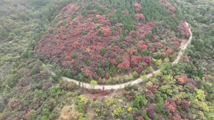 济南彩石捎近村红叶