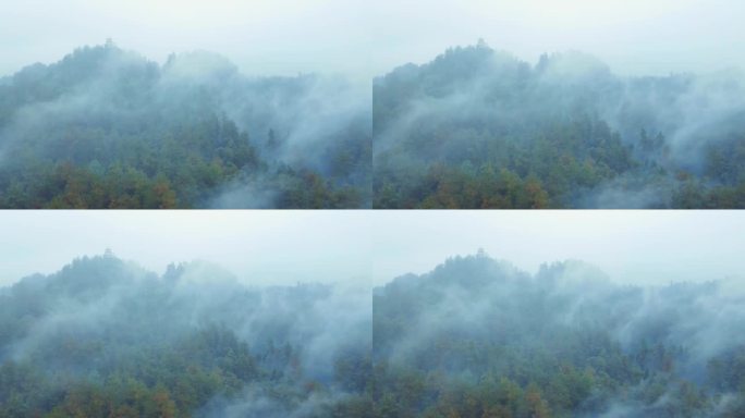 航拍云雾森林雾气翻滚缭绕森林火灾自然保护