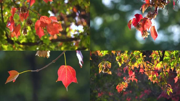 秋天的红叶2