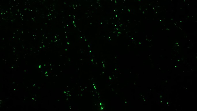 浩瀚宇宙星空星光时空萤火虫细胞细菌实拍