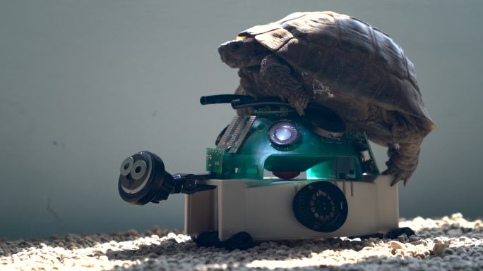 真实乌龟和机器人乌龟交配的4K视频