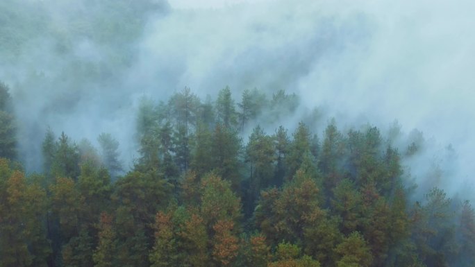 森林云雾缭绕森林火灾自然保护原始森林空镜