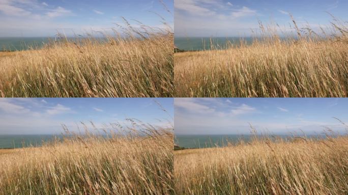 长长的草在风中飘扬，远处是大海。