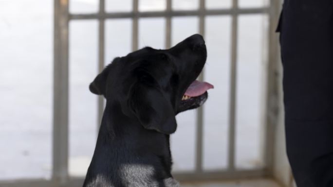 警犬训练警犬养殖缉毒犬训练11