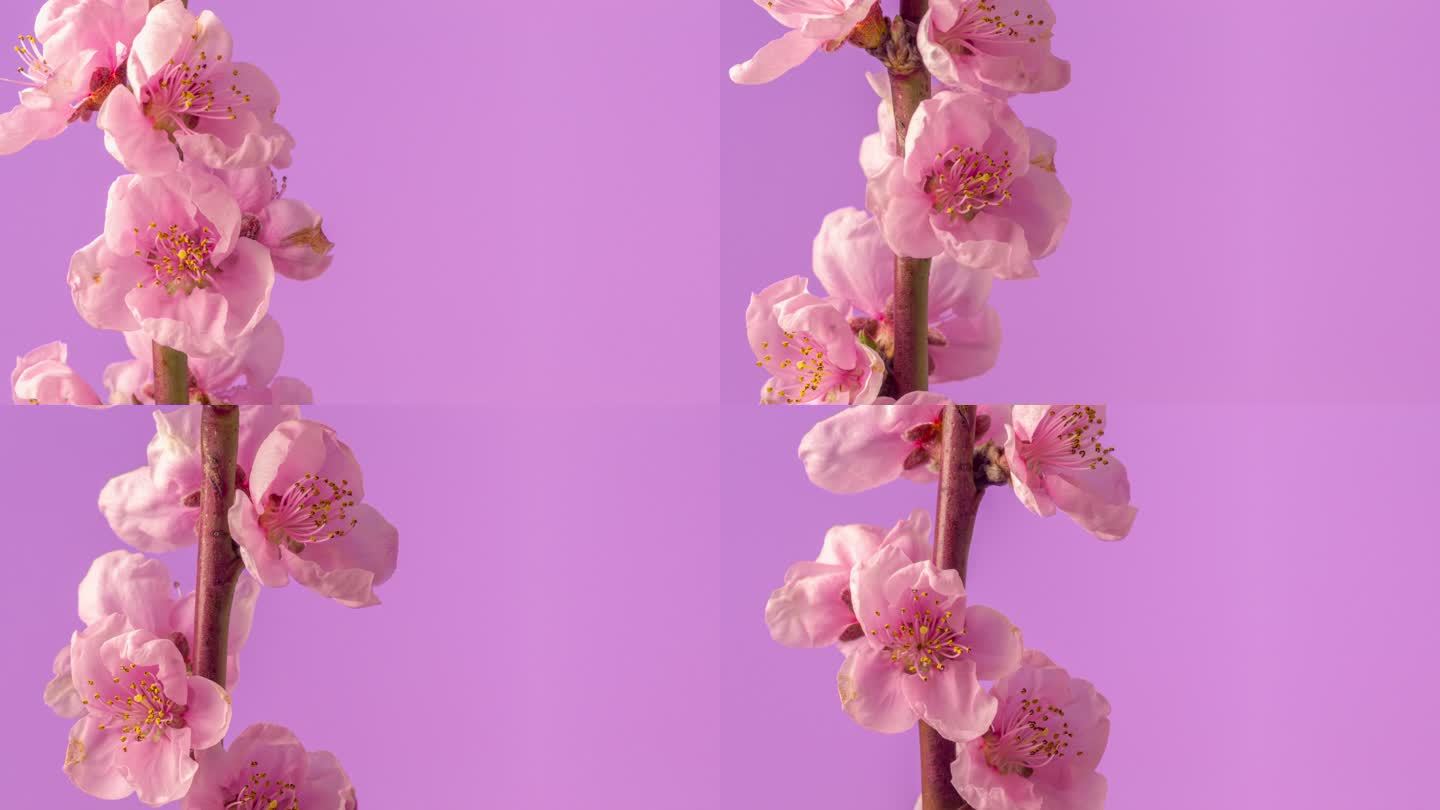 桃花在水平格式的延时4k视频中旋转和绽放。桃李在春天开花的视频。