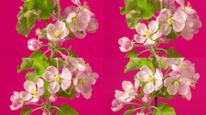 桃花在红色背景下以水平格式延时4k视频旋转并绽放。桃李在春天开花的视频。