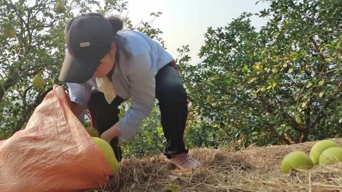 秋收时节 收摘柚果 工人摘柚子