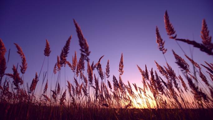 秋天的草花抒情浪漫治愈回忆感动朝阳夕阳