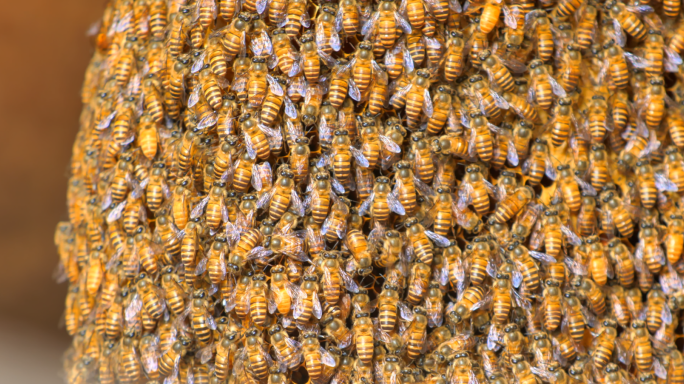 蜂群 蜜蜂窝