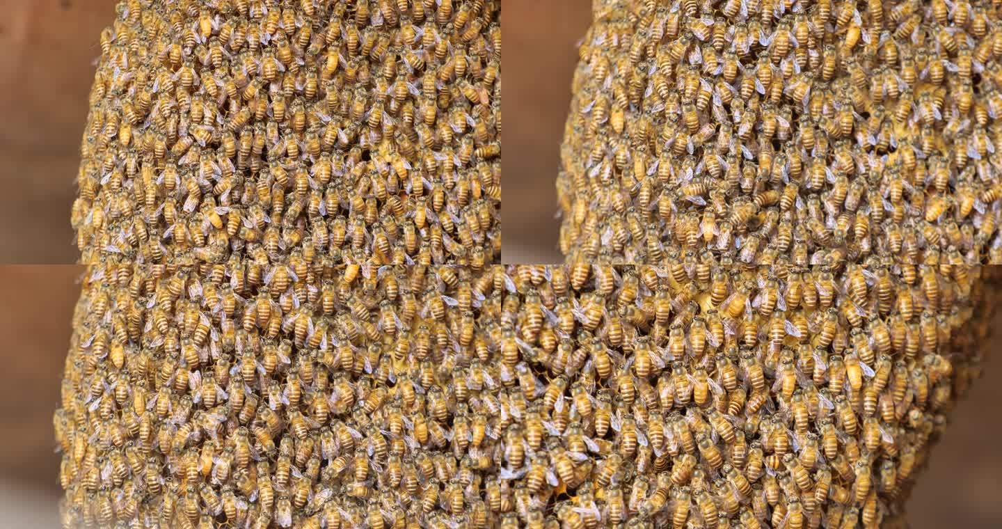 蜂群 蜜蜂窝