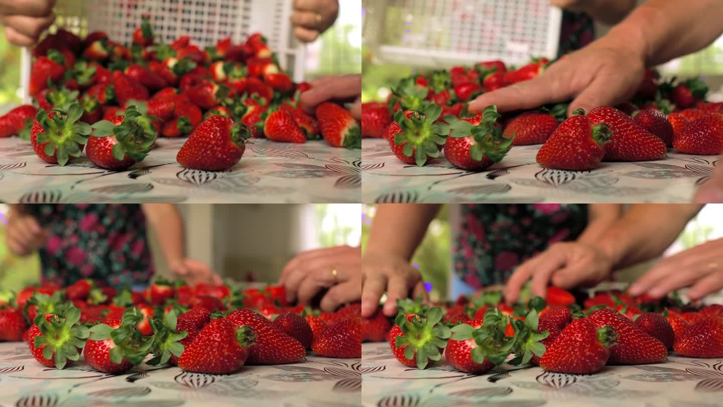 有机草莓从板条箱转移到桌子上