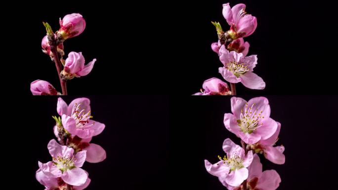 桃花在水平格式的延时4k视频中在黑色的映衬下旋转绽放。桃李在春天开花的视频。