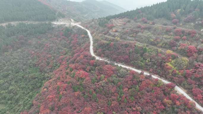 航拍济南劈山红叶