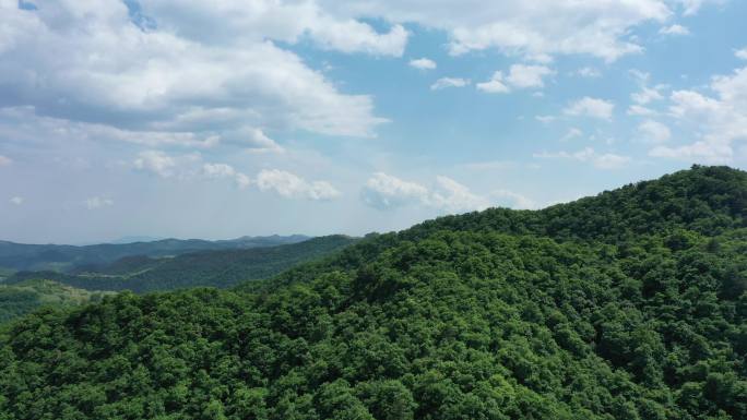 绿树森林蓝天白云生态环境宣传片头空镜