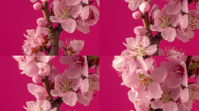 桃花盛开在水平格式延时4k视频中。桃李在春天开花的视频。垂直相机移动。
