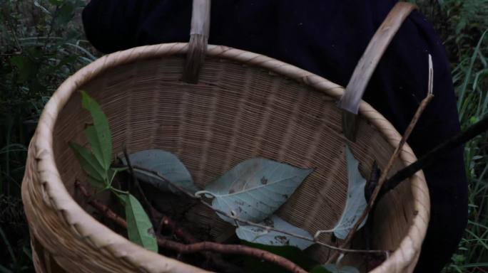 贵州黔东南苗医苗药中草药采药制药山上采药