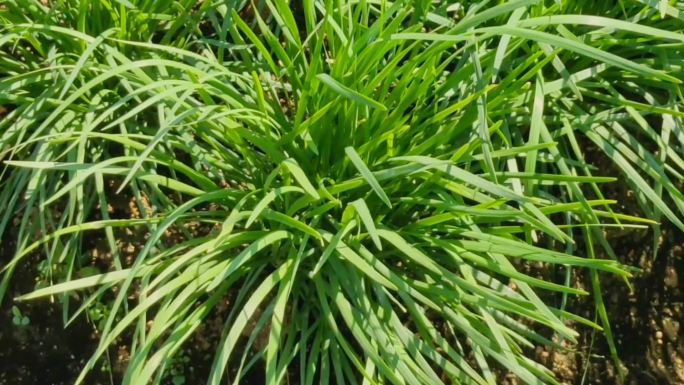 农业农场菜园菜地菜田蔬菜种植香韭菜特写