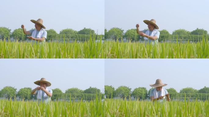 研究水稻