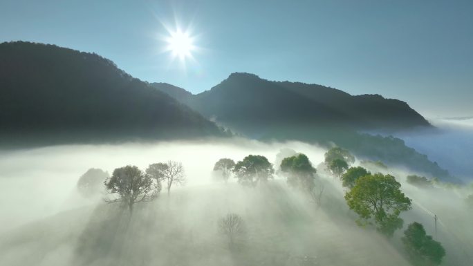 云雾茶山航拍