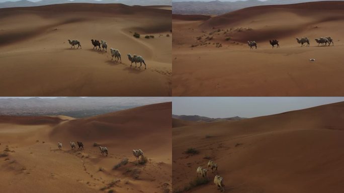 沙漠中奔跑的骆驼
