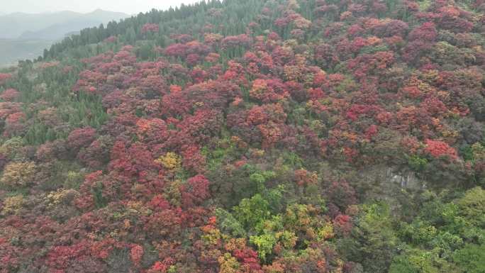 济南彩石捎近村红叶