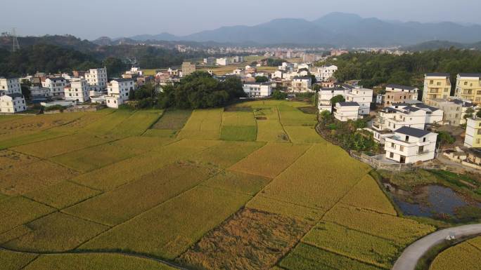 金色稻田水稻农村田野航拍丰收秋收