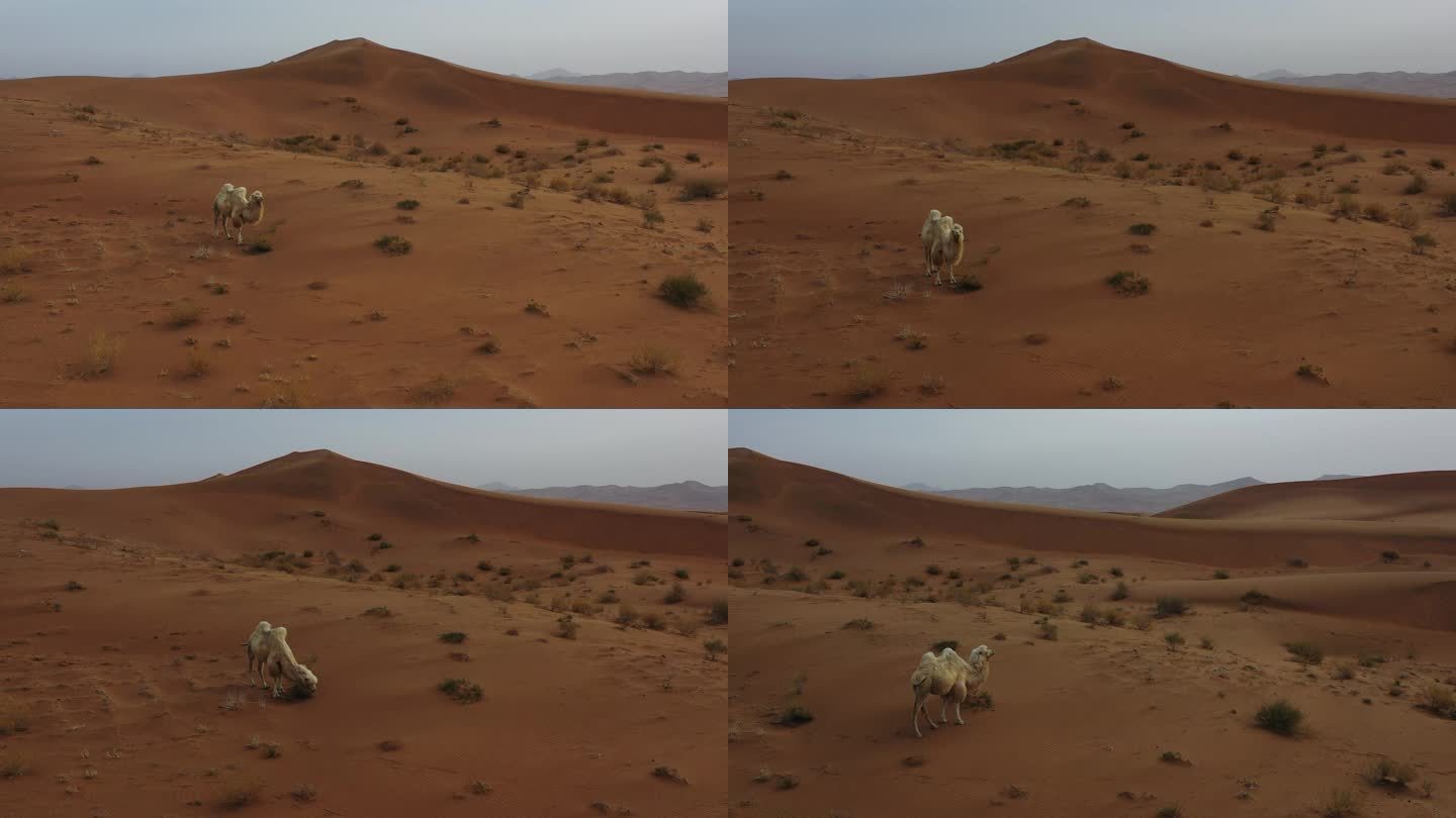 沙漠中吃草的骆驼