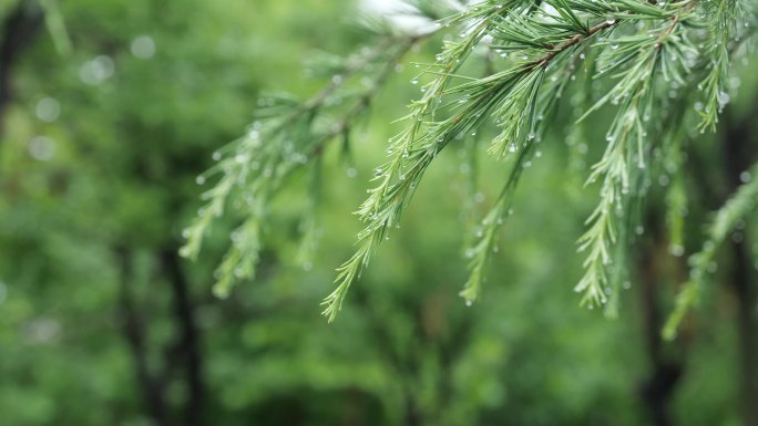 雨天滴水的树林植物特写