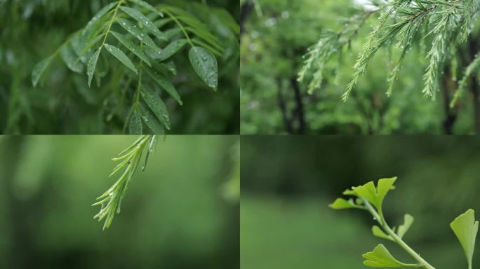 雨天滴水的树林植物特写