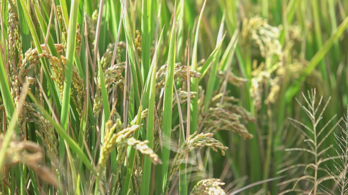 ８Ｋ成熟稻稻谷田间小麦金黄色的稻田稻谷