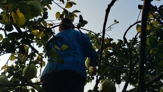 逆光果树收获柚子 摘柚子 果民上树摘柚子