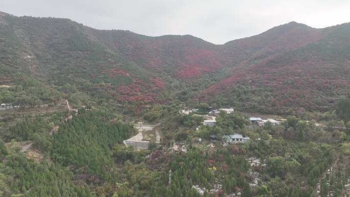 济南彩石捎近村红叶