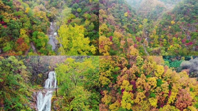 重渡沟秋天秋叶秋景山林山枫叶唯美红叶航拍